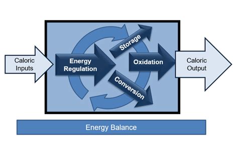 Expanded Energy Balance Model – Your Health, Reprogrammed