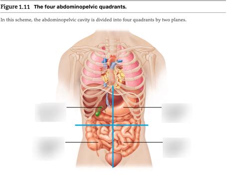 Abdominal Quadrants and their Organs Diagram | Quizlet