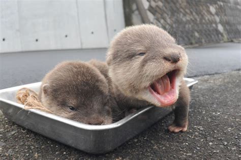 40 Cute Otter Pictures : Images Of Otters Will Make You Smile - Pet ...