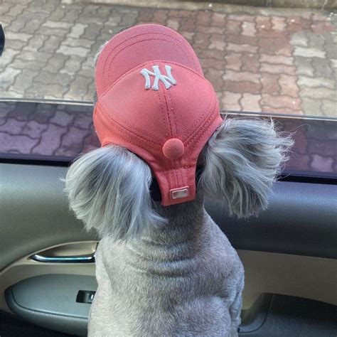 Dog Baseball Cap Dog Hat Dog Baseball Cap Trucker Cap for | Etsy