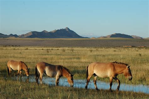 Towards Restoration of the Przewalski Horse and its Ecosystem in ...