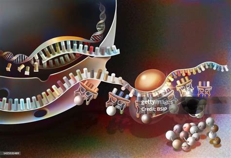 Protein Synthesis Drawing High-Res Vector Graphic - Getty Images