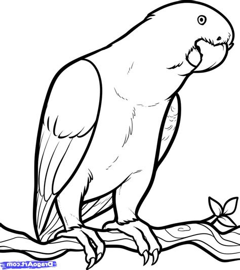 Parrot Drawing Pictures at GetDrawings | Free download