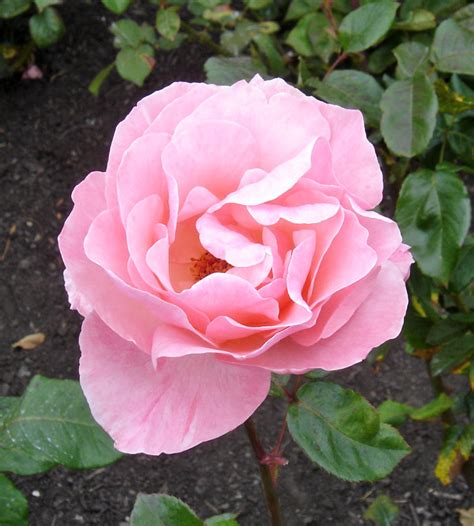 Rose in the Wellington Botanic Garden, Wellington, New Zealand - Travel Photos by Galen R ...