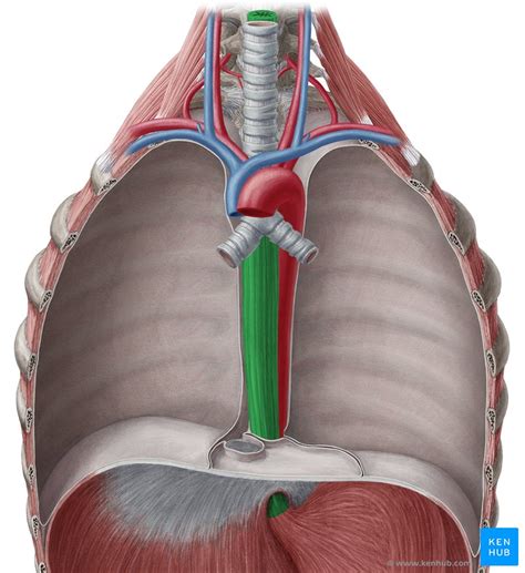 Esophagus