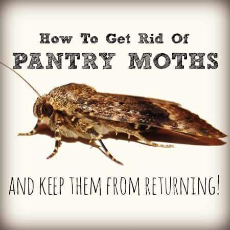 How to Get Rid of Pantry Moth Infestation Safely - Natural Pest ...