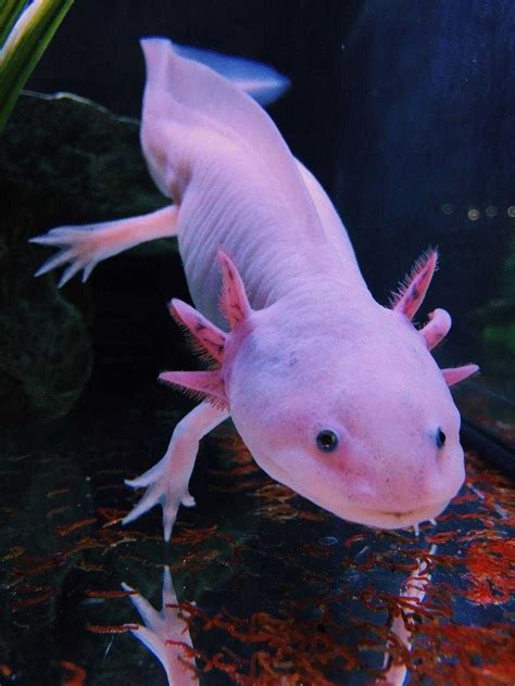 4K Axolotl Wallpaper - iXpap