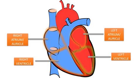 human heart /Heart and its Function/ human heart structure and function ...