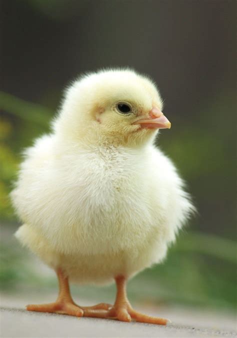 Cute baby chicks photography ideas. Domestic animals pictures and young ...