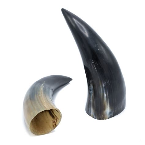 Water Buffalo Horn | Evolution Store