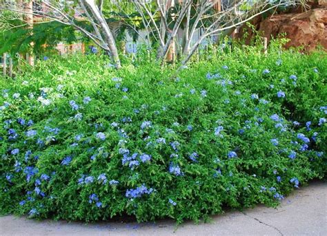 Plumbago auriculata (Cape leadwort) - Dear Plants