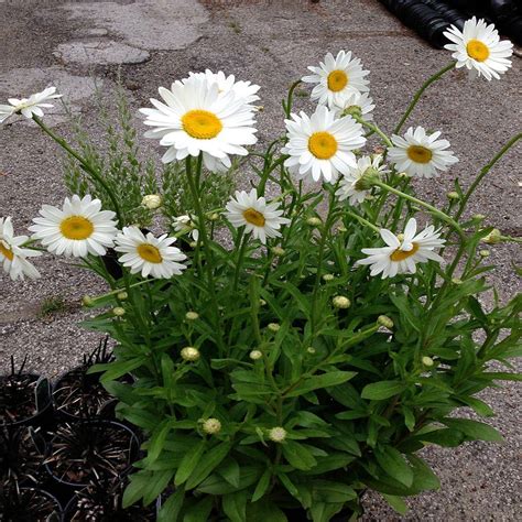 OnlinePlantCenter 1 Gal. Dwarf White Snowcap Shasta Daisy Plant-L845G1 ...