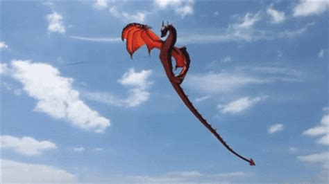 Dragon Kite GIFs - Find & Share on GIPHY