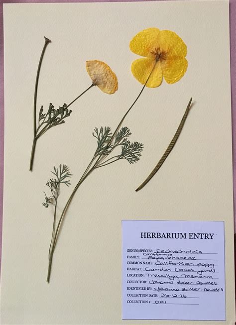 Creative herbarium - Johanna Baker-Dowdell