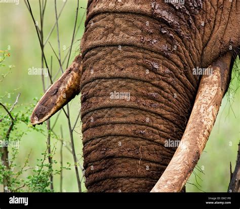 Female African Elephant's Tusks Stock Photo - Alamy