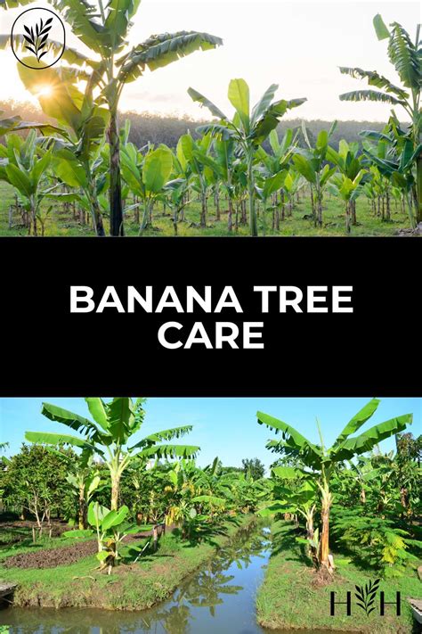 Dwarf cavendish banana tree care essentials 🍌 🌱 Unlock a bounty of bananas!