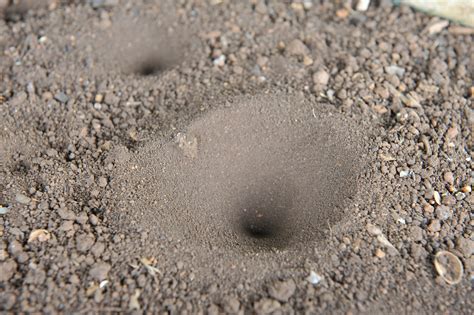 Julia Leakey: Sand pit trap of an Ant lion larva