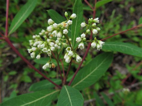 Apocynum cannabinum 50 Seeds - Dogbane – thegardenofset