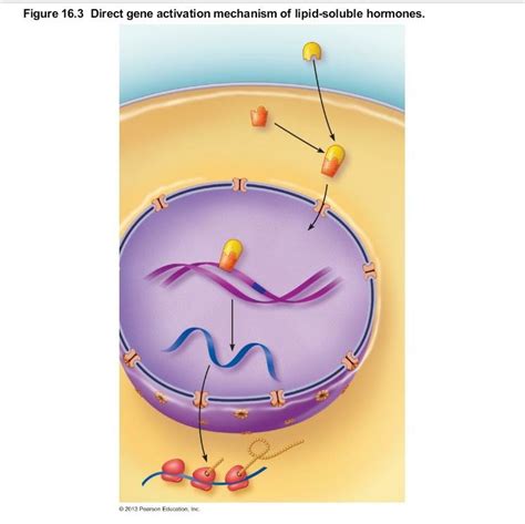 Direct gene activation mechanism of lipid-soluble hormones Diagram ...