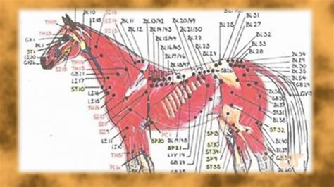 Treating Facial Nerve Paralysis in a Horse with Acupuncture at UTCVM ...