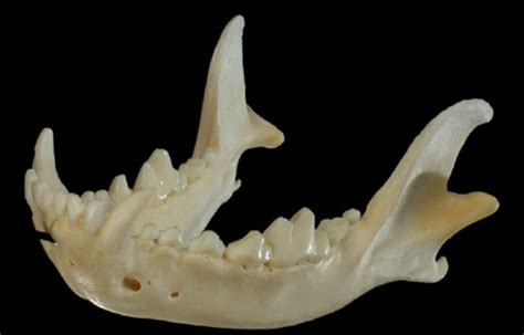 Mandibular Canine Tooth Extractions - Veterinary Continuing Education