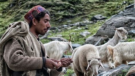 Genetic improvement of gaddi sheep for economic upliftment of Gaddi ...