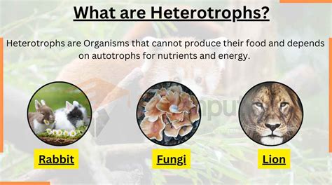 Examples Of Heterotrophs And Autotrophs