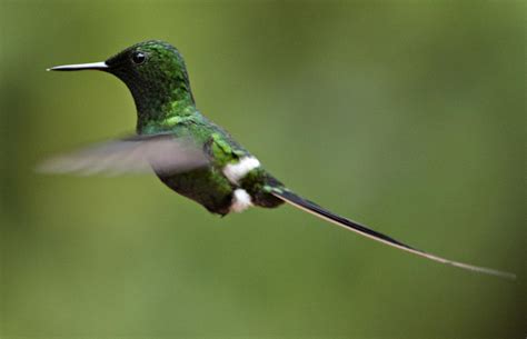 Hummingbirds of Costa Rica - CBS News