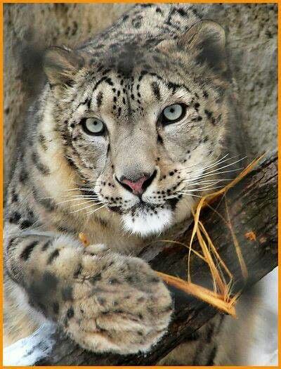 Snow leopard | Wild cats, Animals wild, Cute animals