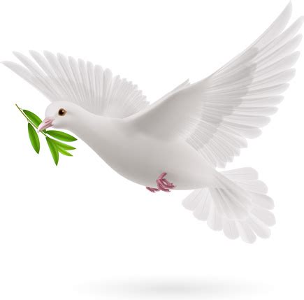 White pigeon realistic vector design Vectors images graphic art designs in editable .ai .eps ...