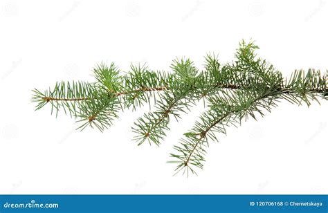 Christmas tree branch stock photo. Image of christmas - 120706168