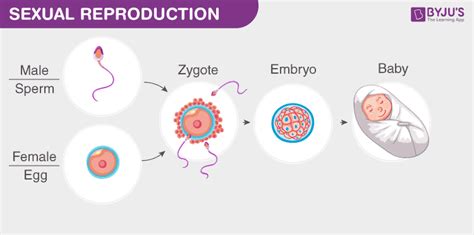 What Is Reproduction? - Definition & Types Of Reproduction (2023)