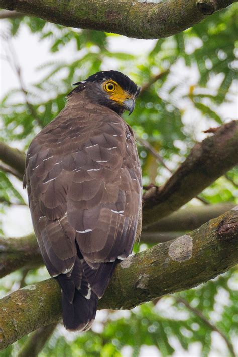 Crested Serpent Eagle – Birds of Singapore