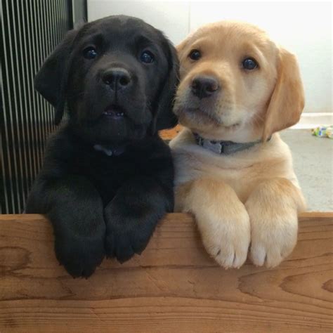 17 Puppy Best Friends — Because You Need More Puppies In Your Life - PawMyGosh