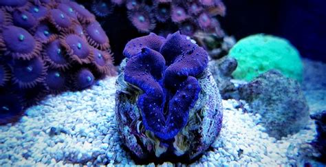 Maxima Tridacna Clam In Coral Reef Aquarium Tank Stock Photo - Download Image Now - iStock