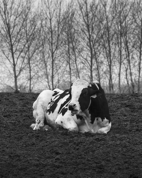 Flopped Cow | There is an alternate universe where, in some … | Flickr