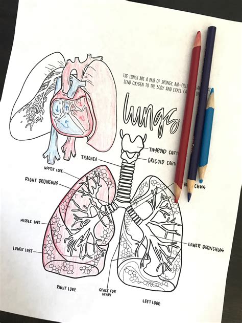 Science Hands on Activity Journal Cycle 3 | Etsy