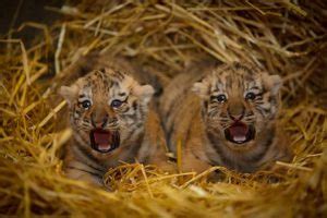 Dublin Zoo conservation - WildCats Conservation Alliance