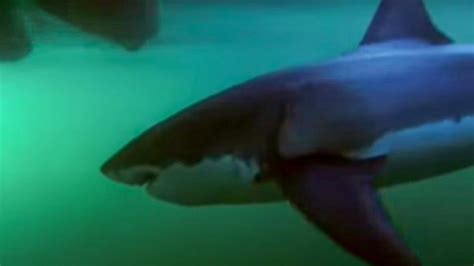 Great White Shark Attack in South Africa | BBC Studios - YouTube