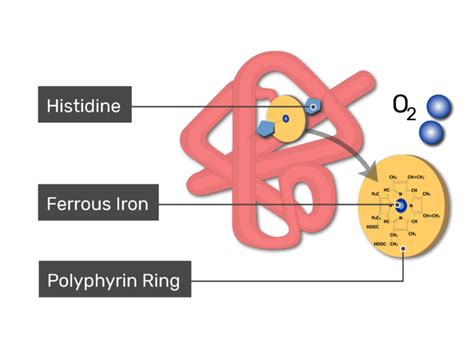 Myoglobin: definition, structure and function | GetBodySmart