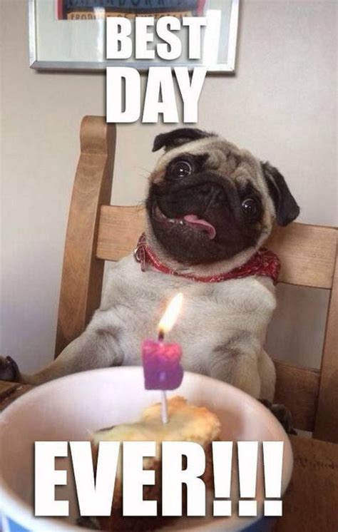 101 Lovable Pug Memes That Are Too Puggin' Cute