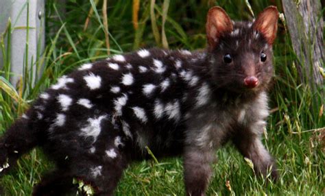 Announcement: Conjour Conservation - Eastern Quoll Captive Breeding