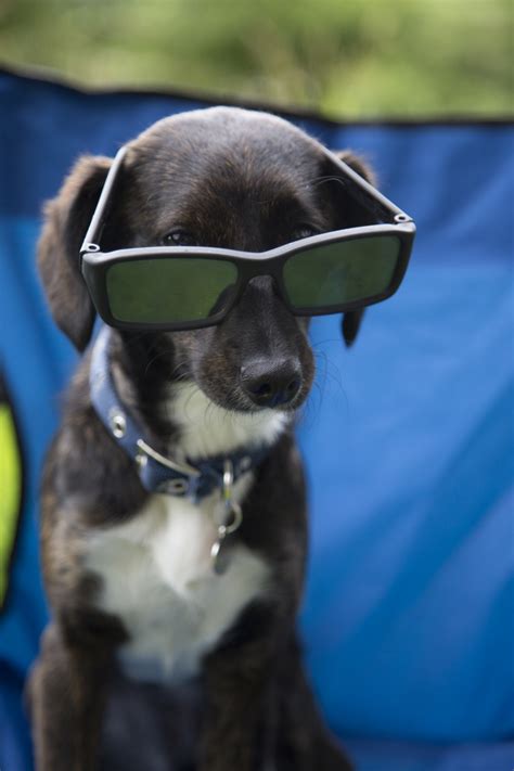 Dog With Glasses Free Stock Photo - Public Domain Pictures