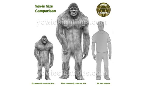 Yowie Description & Behaviour