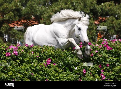 Connemara pony jumping hi-res stock photography and images - Alamy