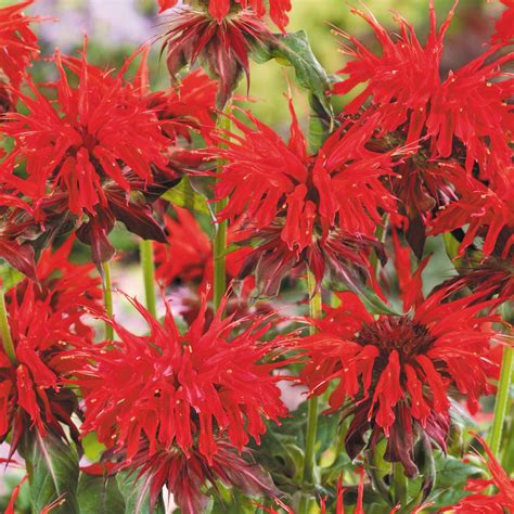 Monarda Cambridge Scarlet - Beechmount Garden Centre