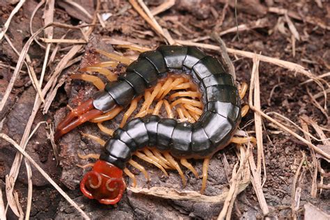 Giant Centipede Head