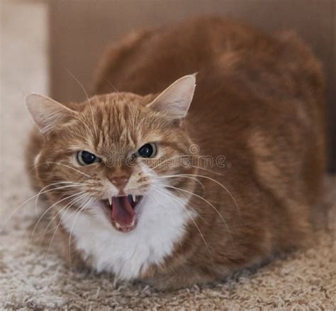 Angry Orange Cat Hissing at Camera Stock Image - Image of wide, stealing: 109034873