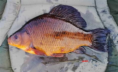 The Crucian Carp: A Fascinating Species Guide