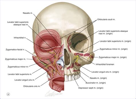 Malar | Plastic Surgery Key